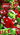 THE GRINCH