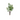 CB PLANTA DE JADE 15"