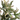 KA BOTANICA #2654