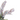 KA BOTANICA #2711