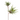 SS YUCCA X 2 35"