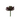 SS SUCCULENTA GD