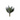 SS SUCCULENT 8.5´´