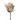 SL MIXED PAMPAS