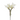 SS TROPICAL FLOWER