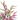 KA BOTANICA #2702