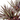 KA BOTANICA #3365