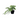RZ CALADIUM 21"