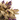 KA BOTANICA #2668