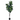 DF ARBOL PANDURATA 2.28 MTS