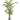 DF ARIKA PALM 3mts