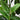 MX ARBOL DE GARDENIA 70 CM