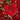 Nochebuena Roja Decorativa