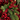 Ramo Navideño de Pino con Berries Rojas y Piñas