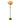 DM FLOR DE PASCUA  CON BASE