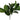 PLANTA CAUCHO