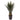 MX PLANTA DE AGAVE