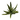 SS AGAVE PLANT