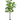 SL ARBOL FICUS 60"