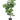 SL PANDURATA PLANT/POT 56"