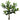 PLANTA GARDENIA