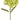 HORTENSIA VERDE LIMON